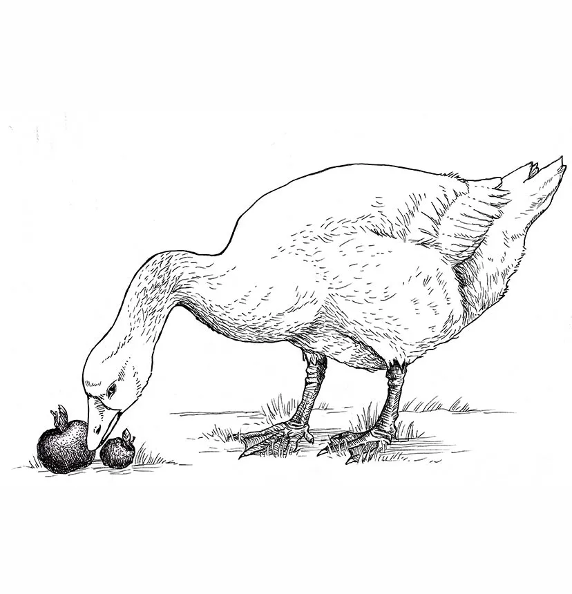 Goose - illustration artwork